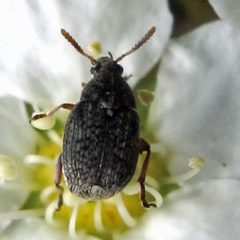 Althaeus hibisci by Jacy Lucier. Used under a CC BY-SA 4.0 license.