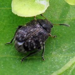 Althaeus hibisci 1 by Jacy Lucier. Used under a CC BY-SA 4.0 license.