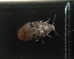 Bruchidius terrenus 03 by wikipedia. Used under a CC0 license.