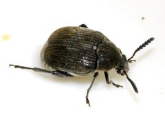 Bruchidius-villosus-08-fws by Francisco Welter-Schultes. Used under a CC0 license.