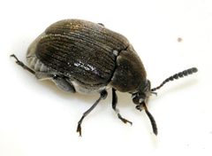 Bruchidius-villosus-09-fws by Francisco Welter-Schultes. Used under a CC0 license.