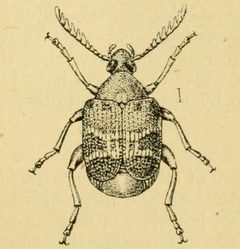 Pachymerus chinensis by K. Kunhi Kannan. Used under a Public domain license.
