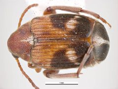Callosobruchus maculatus dorsal by Simon Hinkley &amp; Ken Walker, Museum Victoria. Used under a CC BY 3.0 au license.