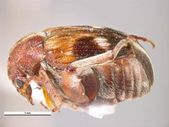 Callosobruchus maculatus lateral by Simon Hinkley &amp; Ken Walker, Museum Victoria. Used under a CC BY 3.0 au license.