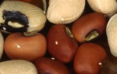 Eggs of Callosobruchus maculatus on cowpea and azuki by limbatus. Used under a CC BY 2.0 license.