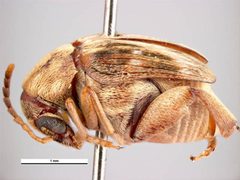 Callosobruchus phaseoli by K. Walker, Museum Victoria. Used under a CC BY 3.0 au license.