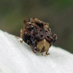 Gibbobruchus mimus by Jacy Lucier. Used under a CC BY-SA 4.0 license.