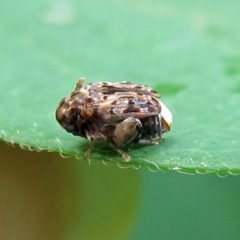 Gibbobruchus mimus 1 by Jacy Lucier. Used under a CC BY-SA 4.0 license.