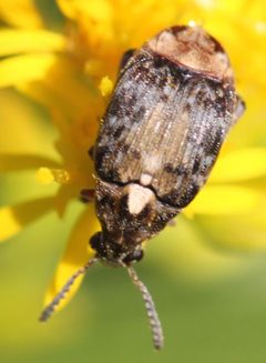 2017 08 22 Megabruchidius dorsalis by Slimguy. Used under a CC BY 4.0 license.