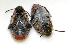 Megabruchidius-dorsalis-03-fws by Francisco Welter-Schultes. Used under a CC0 license.