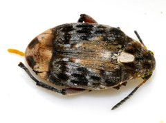 Megabruchidius-dorsalis-04-fws by Francisco Welter-Schultes. Used under a CC0 license.