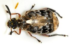 Megabruchidius-dorsalis-06-fws by Francisco Welter-Schultes. Used under a CC0 license.