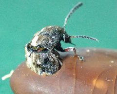 Megabruchidius dorsalis TP52 by Tobias 67. Used under a CC BY-SA 4.0 license.