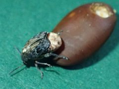 Megabruchidius dorsalis TP53 by Tobias 67. Used under a CC BY-SA 4.0 license.