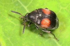 Sennius abbreviatus 22490151 by Judy Gallagher. Used under a CC BY 4.0 license.