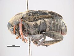 Bruchus affinis by Simon Hinkley &amp; Ken Walker, Museum Victoria. Used under a CC BY 3.0 au license.