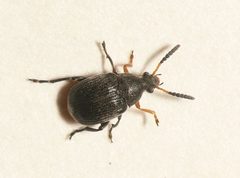 Bruchus loti by 



This image is created by user Dick Belgers at Waarneming.nl, a source of nature observations in the Netherlands.
. Used under a CC BY 3.0 license.