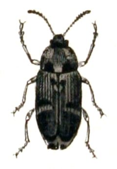 Bruchus.pisorum.-.calwer.30.12 by Emil Hochdanz
. Used under a Public domain license.