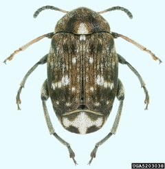 Bruchus pisorum by Natasha Wright, Florida Department of Agriculture and Consumer Services, Bugwood.org. Used under a CC BY 3.0 license.