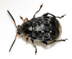 Bruchus-rufimanus-11-fws by Francisco Welter-Schultes. Used under a CC0 license.
