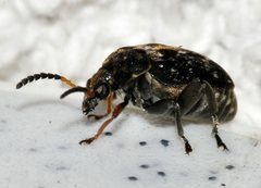 Bruchus-rufimanus-18-fws by Francisco Welter-Schultes. Used under a CC0 license.