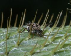 Megacerus cubiculus P1260854a by 
xpda. Used under a CC BY-SA 4.0 license.