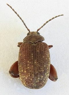 Caryobruchus gleditsiae - inat 407244593 by {{{name}}}. Used under a CC BY 4.0 license.