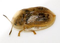 Cassida-flaveola-05-fws by Francisco Welter-Schultes. Used under a CC0 license.