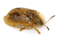Cassida-flaveola-11-fws by Francisco Welter-Schultes. Used under a CC0 license.