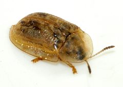 Cassida-flaveola-12-fws by Francisco Welter-Schultes. Used under a CC0 license.