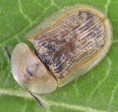 Cassida flaveola-o by Magnefl. Used under a CC BY-SA 4.0 license.