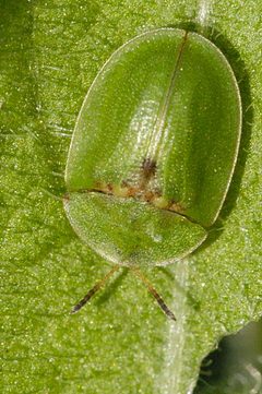 Cassida.rubiginosa by James K. Lindsey. Used under a CC BY-SA 3.0 license.
