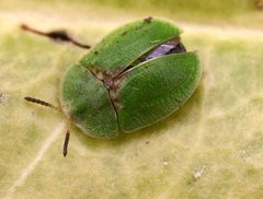 Cassida rubiginosa by entomart. Used under a Attribution license.