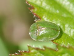 Cassida rubiginosa 1 by Aiwok. Used under a CC BY-SA 3.0 license.