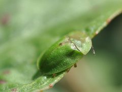 Cassida rubiginosa 2 by Aiwok. Used under a CC BY-SA 3.0 license.