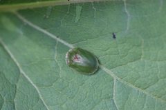 Cassida rubiginosa 210173562 by Michel Langeveld. Used under a CC BY-SA 4.0 license.
