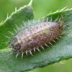 Cassida rubiginosa 3 by Jacy Lucier. Used under a CC BY-SA 4.0 license.