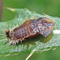 Cassida rubiginosa 4 by Jacy Lucier. Used under a CC BY-SA 4.0 license.