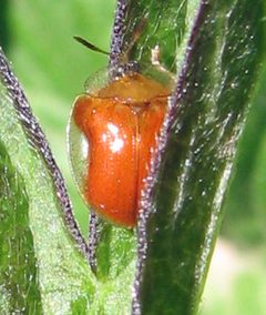 Charidotella purpurata by Jacy Lucier. Used under a CC BY-SA 4.0 license.