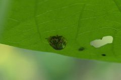 Charidotella sexpunctata P1150709a by 
xpda. Used under a CC BY-SA 4.0 license.