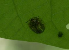 Charidotella sexpunctata P1150710a by
xpda. Used under a CC BY-SA 4.0 license.