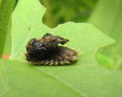 Charidotella sexpunctata larva by Beatriz Moisset. Used under a CC BY-SA 4.0 license.