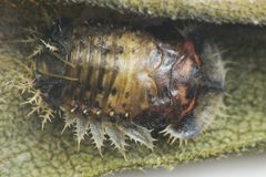 Charidotella sexpunctata pupa by Beatriz Moisset. Used under a CC BY-SA 4.0 license.