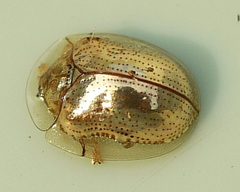 Golden Tortoise Beetle - Charidotella sexpunctata by Ilona Loser. Used under a CC BY-SA 3.0 license.