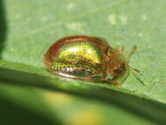 Charidotella succinea by José Belem Hernández Díaz. Used under a CC BY 4.0 license.