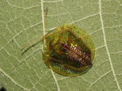 Coptocycla texana by Juan Cruzado Cortés. Used under a CC BY-SA 4.0 license.