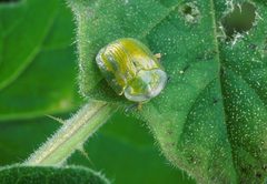 Gratiana boliviana by Peggy Greb, USDA Agricultural Research Service, Bugwood.org. Used under a CC BY 3.0 license.