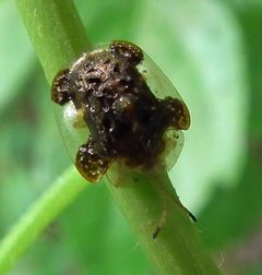 Plagiometriona clavata 1 by Jacy Lucier. Used under a CC BY-SA 4.0 license.