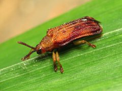 Basswood Leaf Miner - Flickr - treegrow by Katja Schulz from Washington, D. C., USA. Used under a CC BY 2.0 license.