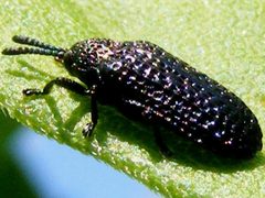MicrorhopalaExcavata by Smidon33. Used under a CC BY-SA 3.0 license.